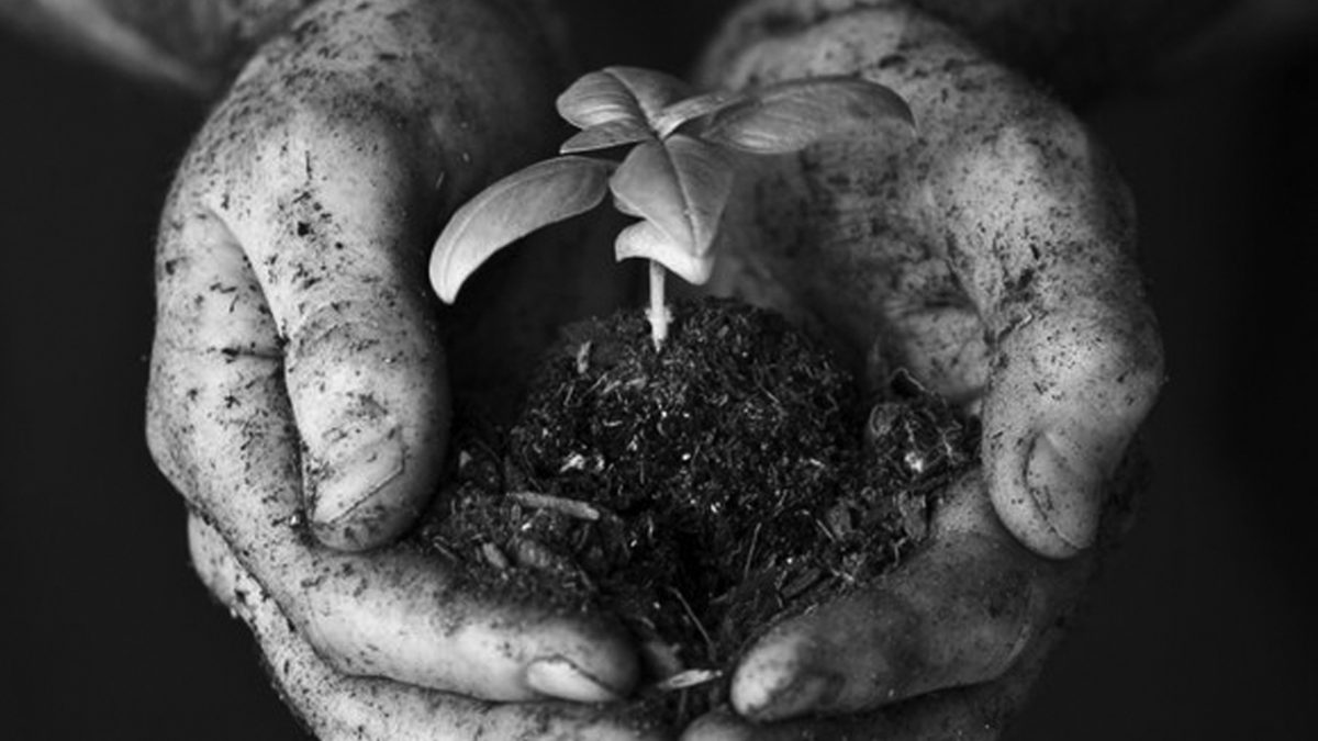 dirty hands holding a growing plant