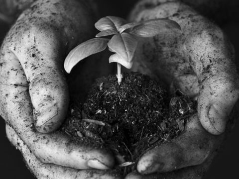 dirty hands holding a growing plant